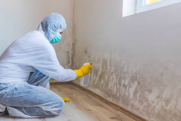 Licensed Attic Mold Remediation service in Nanjemoy, MD - Car Mold Remediation