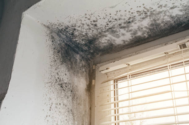Affordable Attic Mold Remediation solutions in Nanjemoy, MD